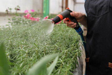 Fototapeta premium A young female gardener works in a large flower greenhouse. Watering from a water sprayer flowers