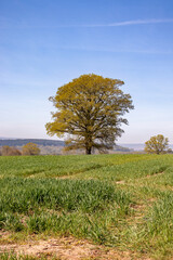 Springtime crops in England.
