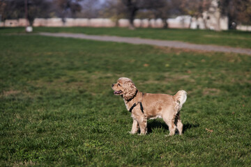 American Cocker Spaniel walking in the park