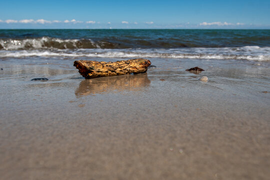 dead wood on the beach