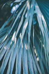 fresh palm tree leaves background. diagonal texture. Botanical garden on Tenerife in spring