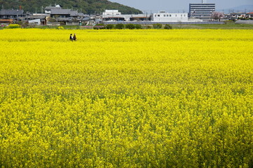 Beautiful full bloom of Fujiwara Palace Site Canola Flower Garden, Kashihara City, Nara Prefecture, Japan