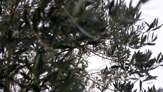 Closeup of willow trees in woodland forest moving and blowing in a strong windy gale in rural countryside