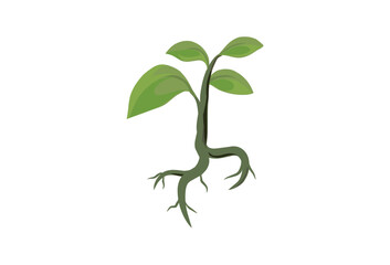 tree seeds vector illustrations