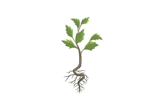 tree seeds vector illustrations