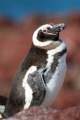 Pinguino magallanico (Spheniscus magellanicus) en la costa del mar Atlantico. Isla pinguino, Puerto Deseado, Argentina.
