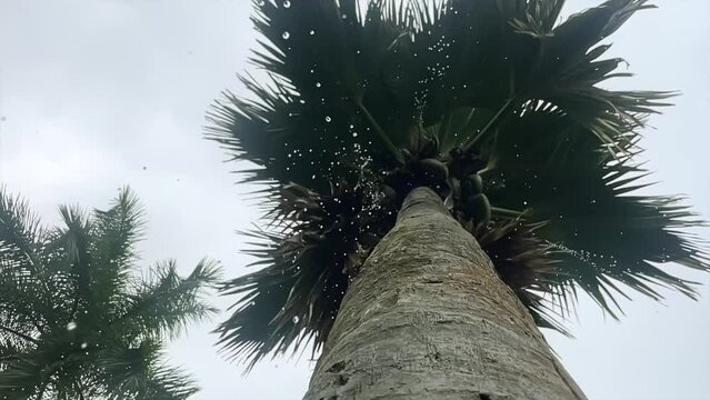 Mahe Seychelles slow motion rain coming down from the coco de mer tree