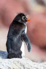 Pinguino penacho amarillo adulto en la isla Pinguino, Mar Atlantico Argentino. Habitat natural.