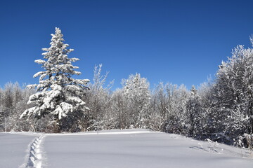 Fototapeta premium A snowy forest under a blue sky, Sainte-Apolline, Québec, Canada