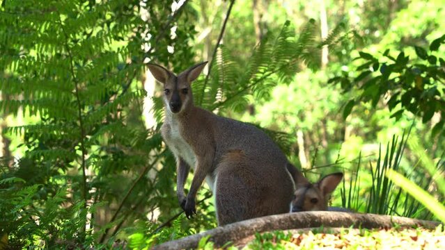 Close up shot of native Australian wildlife species., cute red-necked wallaby. notamacropus rufogriseus spotted in the wild, surrounded by dense green vegetations, wondering around the environment.