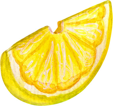 Slice of lemon. Botanical illustration. Watercolor clipart.