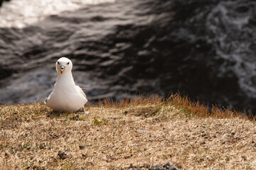 Pájaro gaviota en acantilados de Islanda