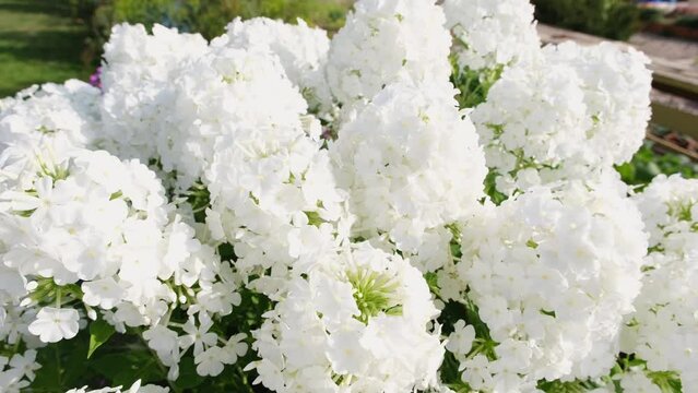 White phlox paniculata grows in the garden, white flowers sway in the wind