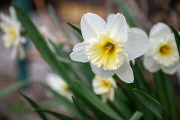 Beautiful Daffodil Flower on Green Stalk