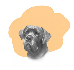 Black and white portrait of the Cane Corso Dog on yellow background. Italian Mastiff, a large breed. Watercolor Animal collection: Dogs. Hand Painted Illustration of Pet. Design template. 