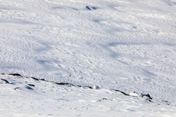 White-tailed ptarmigan in Dovrefjell National Park, Norway