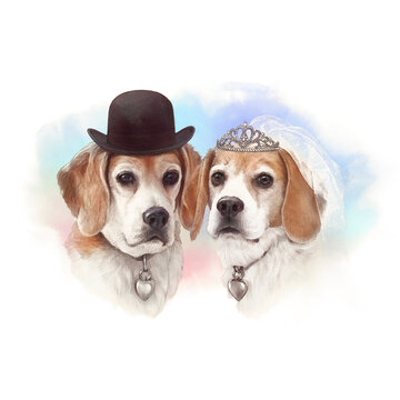 Illustration of Two Beagle dogs look like a bride and groom on watercolor splash background. The groom in a bowler hat and the bride in a veil and tiara. Hand Painted Illustration of Pets. Animal Art 