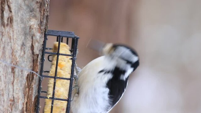 un pic chevelu femelle &agrave; une mangeoire en hiver	
