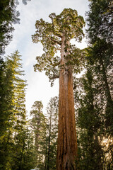 Fototapeta premium Winter in Sequoia National Park, United States Of America