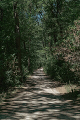 a forest trail with a dirt road with different trees and bushes in summer in budapest
