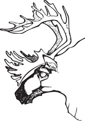 Reindeer