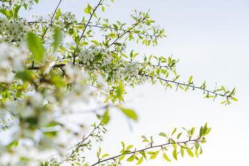 Cherry tree in white flowers. The branches of a blossoming tree. Blurring background. Spring background.