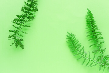 green leaves on a gentle pastel green background. Universal spring background with leaves.