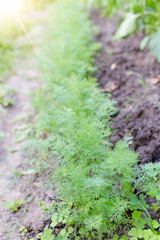 Fresh dill (Anethum graveolens) growing on the vegetable bed. Annual herb, family Apiaceae. Growing fresh herbs. Green plants in the garden, ecological agriculture for producing healthy food concept