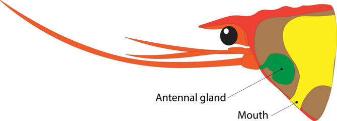 Antennal glands of a shrimp or prawn green glands 