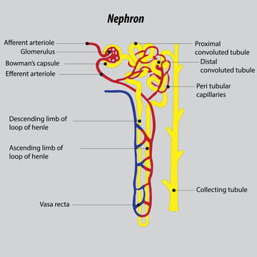 The structural and functional unit of the kidney and blood capillaries associated with the nephron. Nephron structure illustration drawing. 