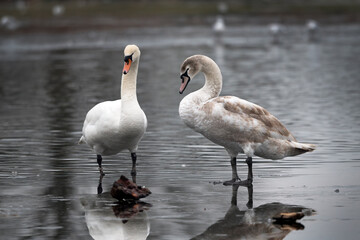 Adult mute swan experiencing thin ice with juvenile
