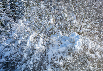 tree in snow-covered meadow on sunny day. Adamello Brenta Natural Park, Trentino Alto Adige, northern Italy, Europe