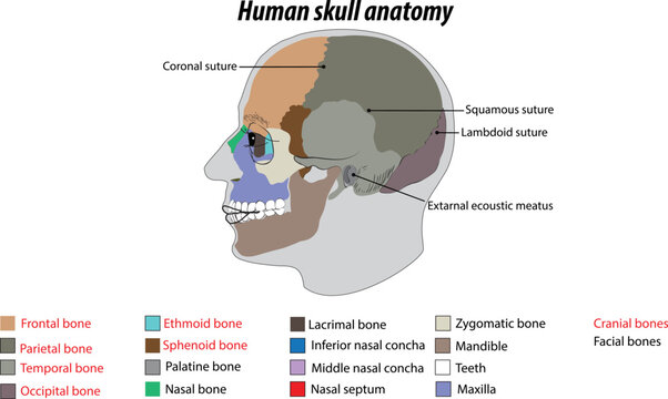 Vector cranial bones and facial bones labeled diagram infographic