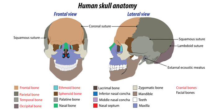 Illustration drawing of the human skull frontal and lateral view structure of the human skull Labeled vector 