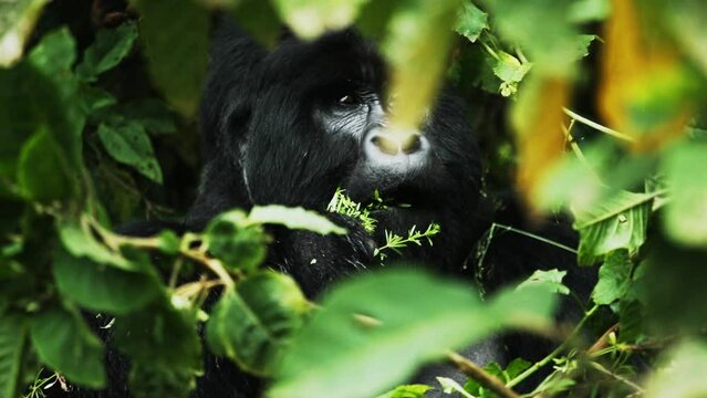Endangered male silverback gorilla eats forest vegetation; tight slomo head shot