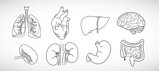 Vector icon set of human internal organs like heart, spleen, lungs, stomach, brain,  intestine, kidneys and liver in line style - obrazy, fototapety, plakaty