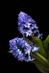 Hyacinth flowers on a black background