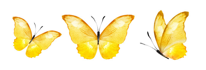 Color watercolor butterflies , isolated on the white - obrazy, fototapety, plakaty