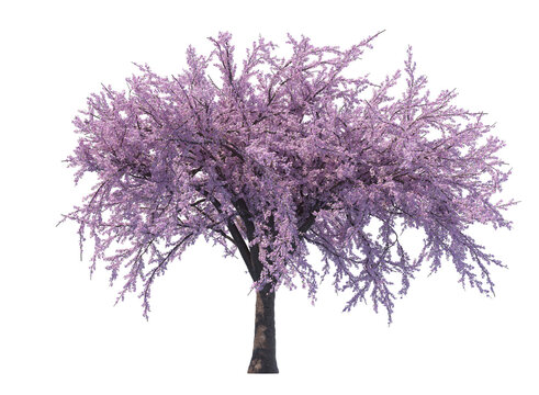 Blossoming sacura tree isolated transparent background 3d rendering
