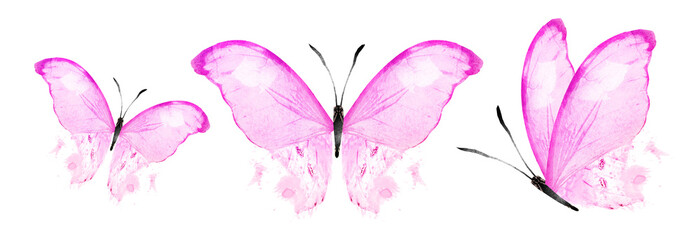 Color watercolor butterflies , isolated on the white