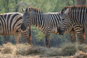 Zebras in Safari World Open Zoo, Bangkok, Thailand, taken on 3 Jan 2023.