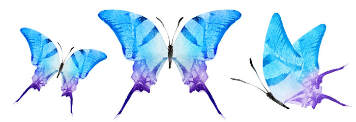 Color watercolor butterflies , isolated on the white