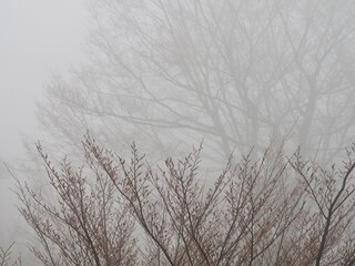 霧に包まれる冬枯れの木々