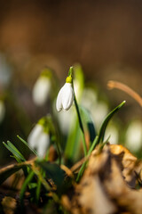 snowdrops in the forest