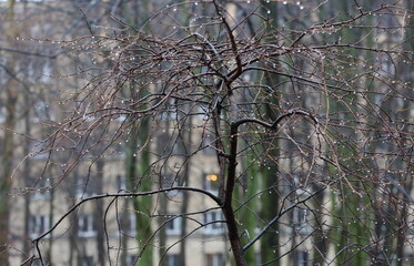 Bare branches of a tree in drops of water - Powered by Adobe