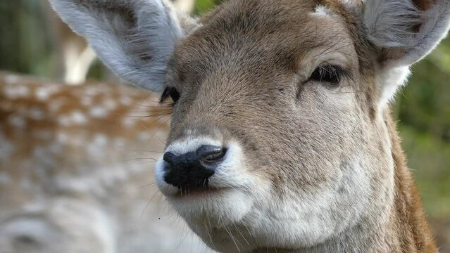 Damwild im Wald