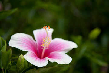 A pink hibiscus flower.