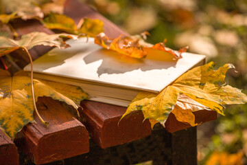 Book among fallen yellow autumn leaves under the bright rays of the sun
