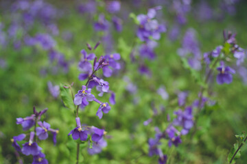 紫花大根 ムラサキハナナの満開のお花畑
