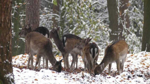 Damwild im Wald